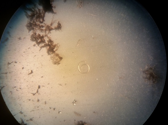 Larva_estereomicroscopio.jpg